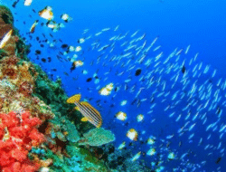 Bunaken Menjadi Surga Bawah Laut Andalan Indonesia